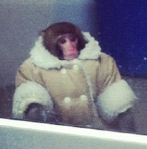 Stylish but illegal monkey